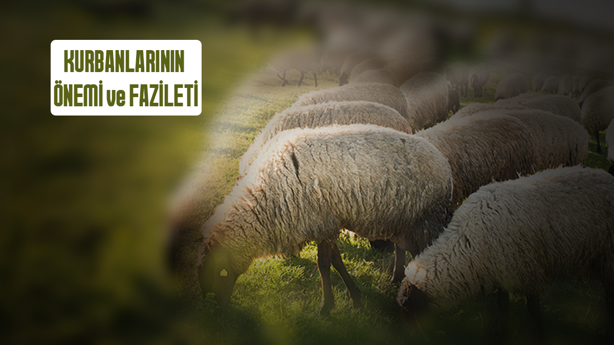 Kurbanların Önemi Ve Fazileti